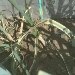 Poireaux montrant des signes de jaunissement et de dessèchement, suggérant un problème nécessitant un ver du poireau traitement naturel.