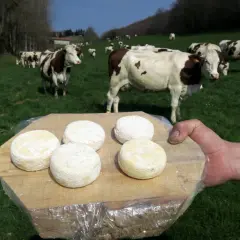 Cinq fromages de Saint-Marcellin, prêts à être dégustés, sur une planche en bois, avec des vaches en arrière-plan dans un pré verdoyant.