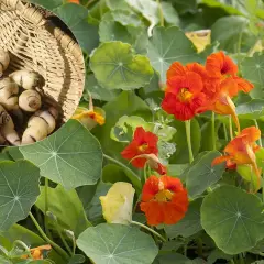 Des racines de capucines dans un panier, prêtes à être plantées. Quand semer les capucines pour profiter de leurs fleurs éclatantes et de leurs tubercules comestibles.