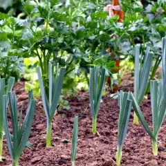 Poireaux fraîchement plantés dans un potager. Le moment idéal quand tailler les poireaux pour favoriser leur croissance.