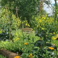 Jardin luxuriant en permaculture, avec des fleurs jaunes et des légumes verts. La signalétique "Compagnonnage" suggère les avantages et inconvénients de l'agriculture biologique.