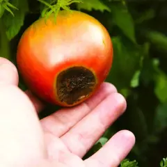 Main d'une personne tenant une tomate rouge présentant une tache noire à son extrémité, signe de la maladie cul noir tomate.
