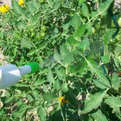 Un pulvérisateur diffuse une fine brume sur des plants de tomates verts, suggérant un traitement au bicarbonate de soude au pied des tomates pour les protéger.