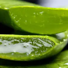 Tranches d'aloe vera comestible, révélant leur gel translucide et rafraîchissant.