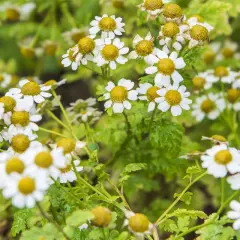 Un champ de plant de camomille en pleine floraison, avec des fleurs blanches et jaunes éclatantes.