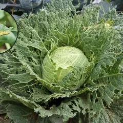 Chou dévoré par des chenilles, montrant les dégâts typiques de la maladie des choux. Photos de ravageurs sur les feuilles.