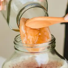 Une main dépose un SCOBY dans un bocal pour une recette de kombucha maison.