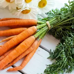 Un bouquet de carottes fraîches, prêtes à être cuisinées, évoque la culture carotte et la douceur des champs.