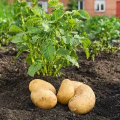 Quatre pommes de terre fraîchement récoltées reposent sur la terre, à côté d'un plant de pomme de terre en pleine croissance.