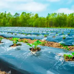 Champ de jeunes plants de fraises sous film de mulching, une technique pour limiter les mauvaises herbes et protéger les cultures.