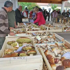 Foule au marché aux cèpes, des paniers débordent de champignons. Des acheteurs examinent les trouvailles de la forêt.