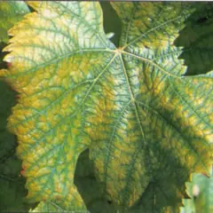 Feuille de vigne présentant des zones jaunies entre les nervures, signe d'une carence azote vigne.