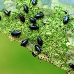 Petites altises noires dévorent une feuille verte. Un traitement naturel est nécessaire pour protéger les cultures.