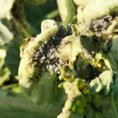 Des pucerons envahissent une plante verte. Le savon noir est une solution naturelle pour lutter contre ces nuisibles.