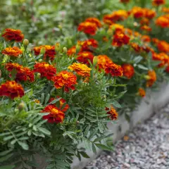 Des oeillets d'inde aux couleurs vives illuminent le potager, leurs pétales orangés et rouges contrastant avec le feuillage vert.