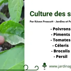 Gros plan sur des semis de poivrons, montrant l'évolution des jeunes plants. Le texte indique "Culture des semis" et liste plusieurs légumes.