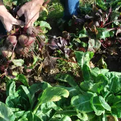 Mains récoltant des betteraves rouges. On se demande jusqu'à quand peut on planter des betteraves pour une récolte tardive.