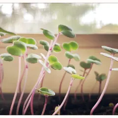 De jeunes semis qui filent, leurs tiges roses s'étirant vers la lumière.