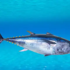 Thon bleu nageant dans l'océan, le poisson le plus cher au kilo, pris dans sa splendeur bleue et argentée.