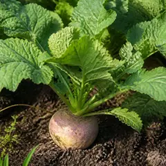 Un rutabaga à moitié déterré, ses feuilles vertes luxuriantes s'étendant sur la terre sombre. La culture du rutabaga est une tradition ancestrale.