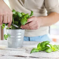 Un homme coupe du basilic frais dans un pot en métal. Le basilic repousse t il l'année suivante ? Oui, avec un peu de soin.