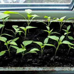 Jeunes plants de poivrons dans un bac sur un rebord de fenêtre, signe d'un bon temps de germination poivron.