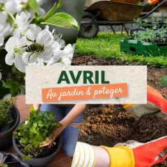 Tableau des périodes de semis et de récolte de légumes, avec des indications pour semis sous abri, en place et en pépinière.