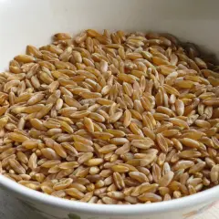Grains de kamut dorés dans un bol blanc, prêts à être transformés en farine. Découvrez les bienfaits de la farine de kamut pour une alimentation saine.
