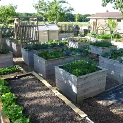 Un jardin avec plusieurs potagers surélevés en bois, plantés de légumes verts comme de la laitue et du chou. Idéal pour fabriquer potager surélevé.