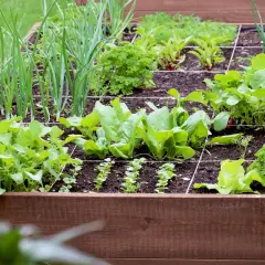 Un potager carré bien organisé, avec des oignons, des épinards, des radis et du persil. Une belle association basilic potager pour des récoltes savoureuses.