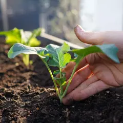 Main tenant d'une jeune pousse de brocoli, prêt à la planter. Une idée de quoi planter en octobre au potager.