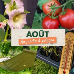 Collage montrant des fleurs de mauve, des tomates mûres, un hamac, un plateau de semis et un thermomètre. Idéal pour savoir quoi semer en août-septembre au jardin.