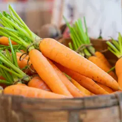 Des carottes fraîches, aux fanes vertes vives, sont présentées dans des caisses en bois. Peut-on manger des carottes molles ? Celles-ci semblent parfaites pour une salade croquante.