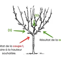Illustration montrant la taille d'un cerisier. Des flèches indiquent les coupes à effectuer pour un bon développement.