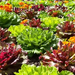 Un parterre de choux d'ornement aux teintes vertes, rouges et pourpres, mêlés à des fleurs orange. Ces plantes, souvent confondues avec des salades, expliquent pourquoi les salades montent en fleur.