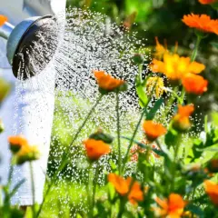 Arrosage de fleurs orangées et jaunes par une personne en pantalon blanc. La question "faut-il arroser en ce moment ?" se pose face à ce beau jardin.
