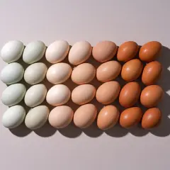 Rangées d'œufs de différentes couleurs, du blanc au brun. Les oeufs bio sont-ils meilleurs ? La variété suggère une diversité d'origine.