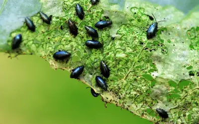 Petites altises noires dévorent une feuille verte. Un traitement naturel est nécessaire pour protéger les cultures.