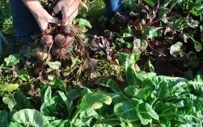 Mains récoltant des betteraves rouges. On se demande jusqu'à quand peut on planter des betteraves pour une récolte tardive.