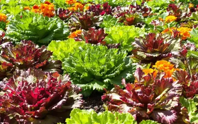 Un parterre de choux d'ornement aux teintes vertes, rouges et pourpres, mêlés à des fleurs orange. Ces plantes, souvent confondues avec des salades, expliquent pourquoi les salades montent en fleur.