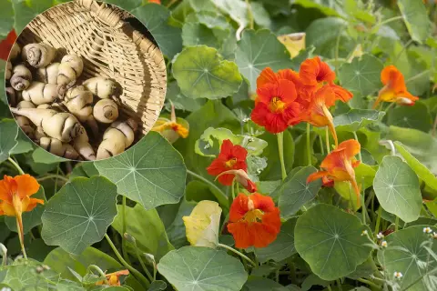 Des racines de capucines dans un panier, prêtes à être plantées. Quand semer les capucines pour profiter de leurs fleurs éclatantes et de leurs tubercules comestibles.