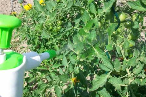 Un pulvérisateur diffuse une fine brume sur des plants de tomates verts, suggérant un traitement au bicarbonate de soude au pied des tomates pour les protéger.