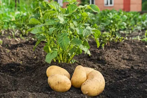 Quatre pommes de terre fraîchement récoltées reposent sur la terre, à côté d'un plant de pomme de terre en pleine croissance.