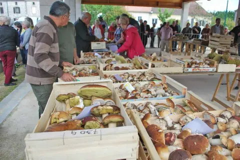 Foule au marché aux cèpes, des paniers débordent de champignons. Des acheteurs examinent les trouvailles de la forêt.