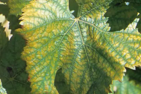 Feuille de vigne présentant des zones jaunies entre les nervures, signe d'une carence azote vigne.