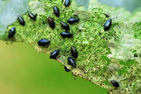 Petites altises noires dévorent une feuille verte. Un traitement naturel est nécessaire pour protéger les cultures.