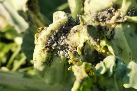 Des pucerons envahissent une plante verte. Le savon noir est une solution naturelle pour lutter contre ces nuisibles.