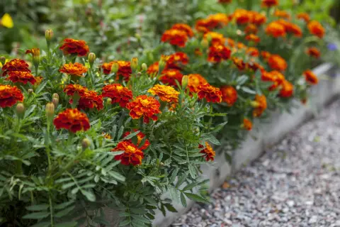 Des oeillets d'inde aux couleurs vives illuminent le potager, leurs pétales orangés et rouges contrastant avec le feuillage vert.