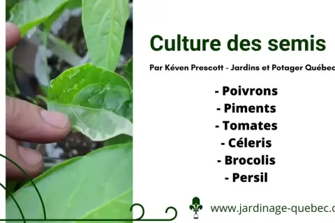 Gros plan sur des semis de poivrons, montrant l'évolution des jeunes plants. Le texte indique "Culture des semis" et liste plusieurs légumes.