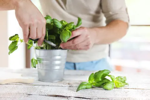 Un homme coupe du basilic frais dans un pot en métal. Le basilic repousse t il l'année suivante ? Oui, avec un peu de soin.